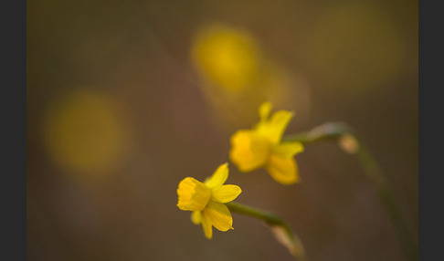 Requiens Narzisse (Narcissus assoanus)