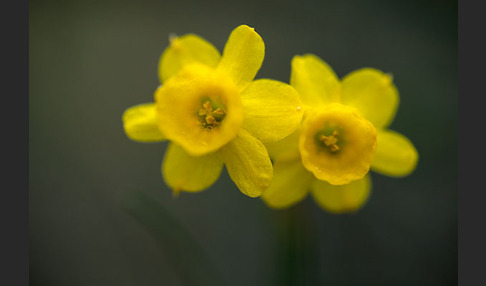 Requiens Narzisse (Narcissus assoanus)