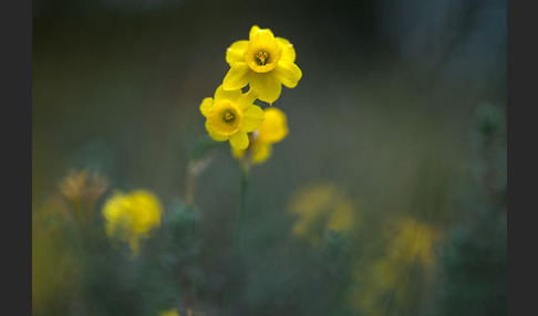 Requiens Narzisse (Narcissus assoanus)