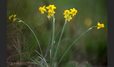 Requiens Narzisse (Narcissus assoanus)