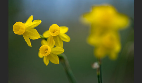 Requiens Narzisse (Narcissus assoanus)