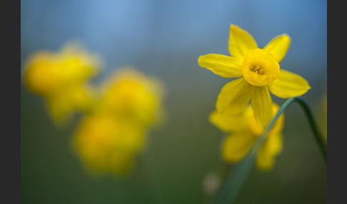 Requiens Narzisse (Narcissus assoanus)