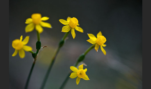 Requiens Narzisse (Narcissus assoanus)