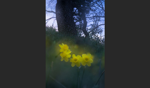 Requiens Narzisse (Narcissus assoanus)