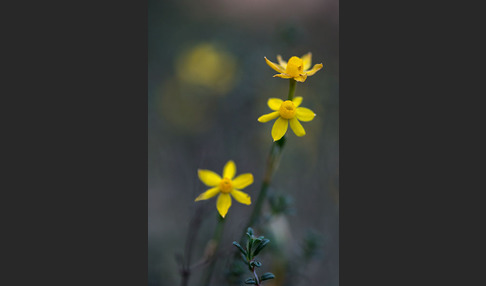 Requiens Narzisse (Narcissus assoanus)