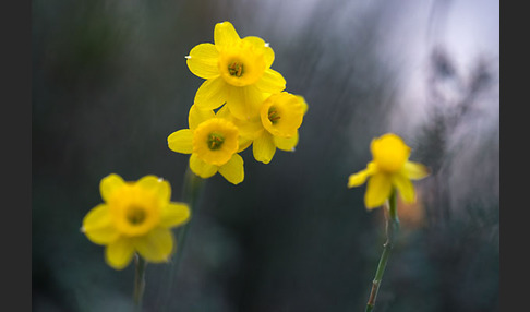 Requiens Narzisse (Narcissus assoanus)