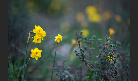 Requiens Narzisse (Narcissus assoanus)