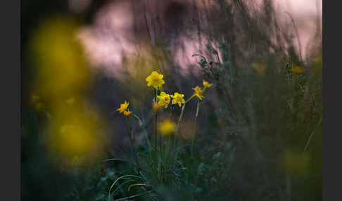 Requiens Narzisse (Narcissus assoanus)