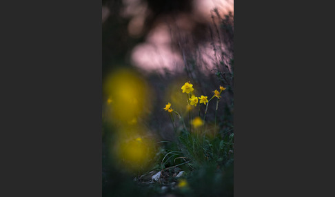 Requiens Narzisse (Narcissus assoanus)