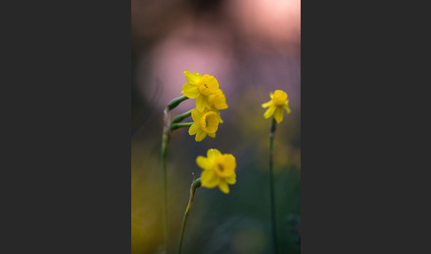 Requiens Narzisse (Narcissus assoanus)