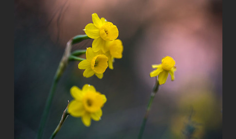 Requiens Narzisse (Narcissus assoanus)