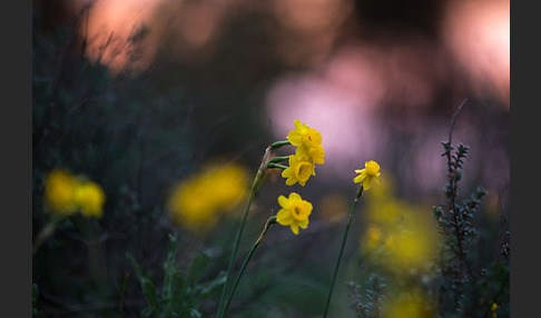 Requiens Narzisse (Narcissus assoanus)