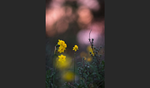 Requiens Narzisse (Narcissus assoanus)