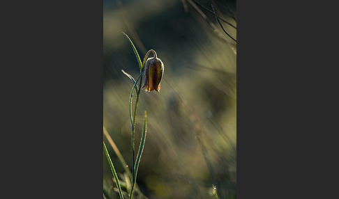 Messina-Schachblume (Fritillaria messanensis)