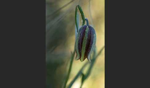 Messina-Schachblume (Fritillaria messanensis)