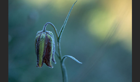 Messina-Schachblume (Fritillaria messanensis)