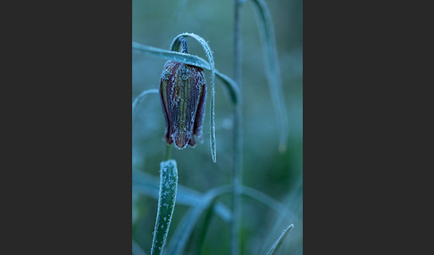 Messina-Schachblume (Fritillaria messanensis)