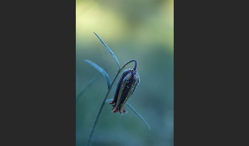 Messina-Schachblume (Fritillaria messanensis)