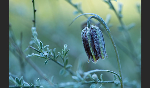 Messina-Schachblume (Fritillaria messanensis)