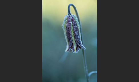 Messina-Schachblume (Fritillaria messanensis)