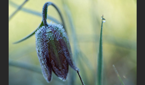 Messina-Schachblume (Fritillaria messanensis)