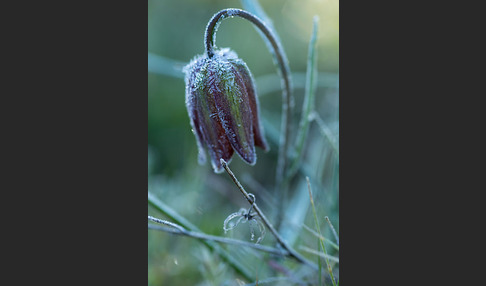 Messina-Schachblume (Fritillaria messanensis)