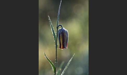 Messina-Schachblume (Fritillaria messanensis)