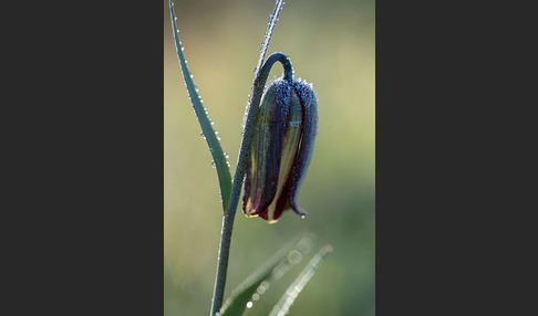 Messina-Schachblume (Fritillaria messanensis)