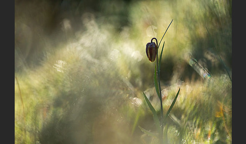 Messina-Schachblume (Fritillaria messanensis)