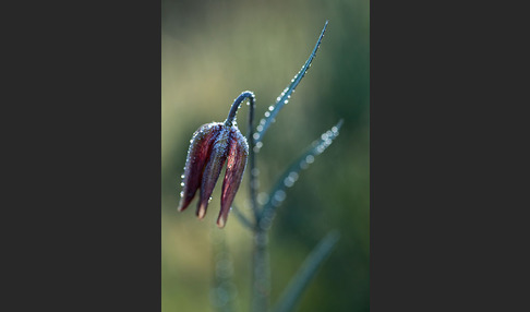 Messina-Schachblume (Fritillaria messanensis)