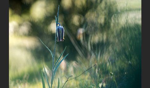 Messina-Schachblume (Fritillaria messanensis)