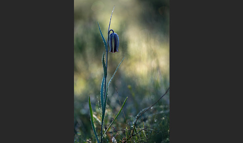 Messina-Schachblume (Fritillaria messanensis)