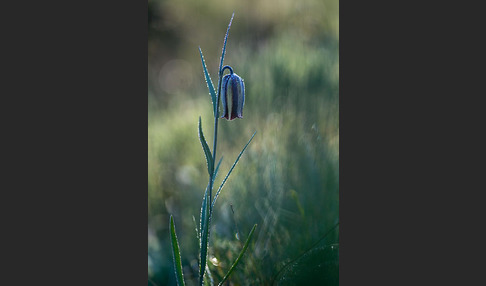 Messina-Schachblume (Fritillaria messanensis)