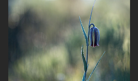 Messina-Schachblume (Fritillaria messanensis)