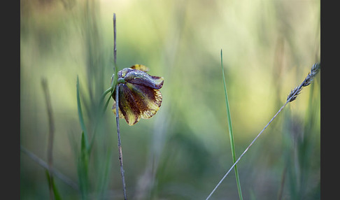 Messina-Schachblume (Fritillaria messanensis)