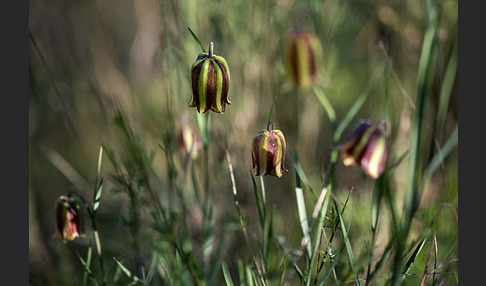 Messina-Schachblume (Fritillaria messanensis)