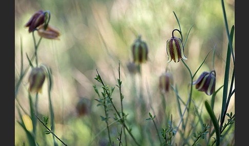 Messina-Schachblume (Fritillaria messanensis)