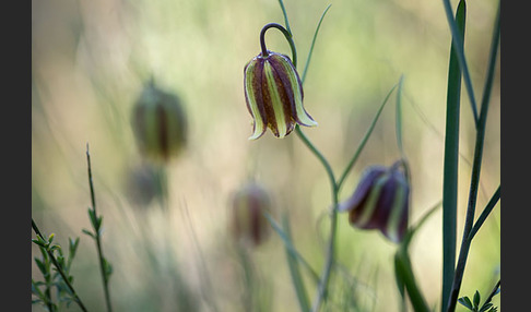 Messina-Schachblume (Fritillaria messanensis)