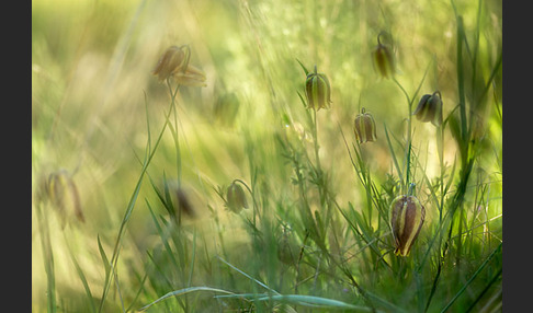 Messina-Schachblume (Fritillaria messanensis)