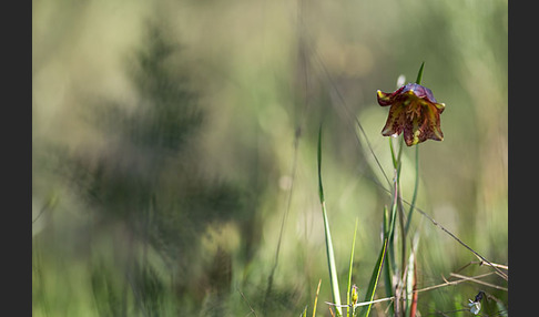 Messina-Schachblume (Fritillaria messanensis)