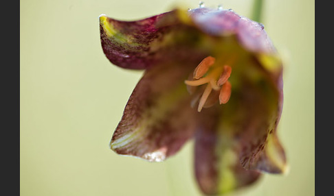 Messina-Schachblume (Fritillaria messanensis)