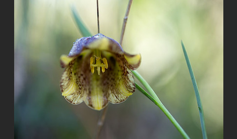 Messina-Schachblume (Fritillaria messanensis)