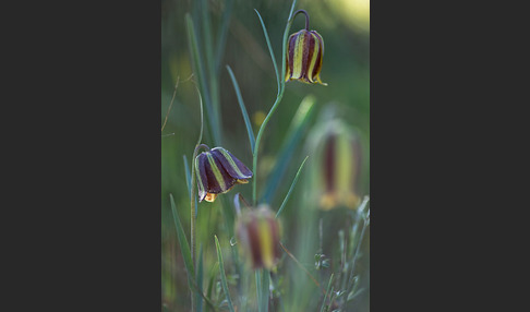 Messina-Schachblume (Fritillaria messanensis)