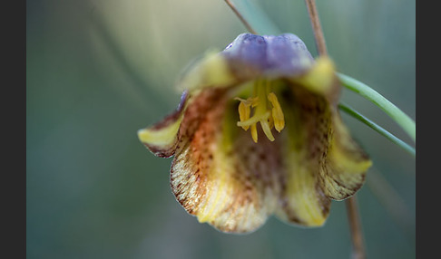 Messina-Schachblume (Fritillaria messanensis)