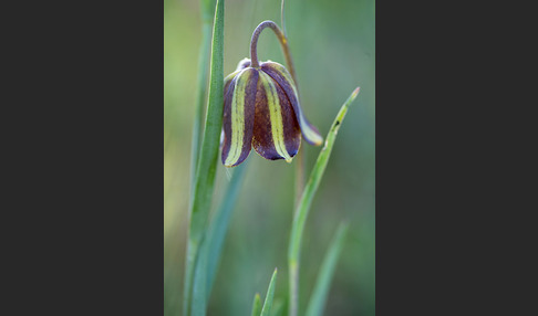 Messina-Schachblume (Fritillaria messanensis)