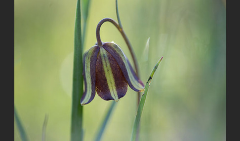 Messina-Schachblume (Fritillaria messanensis)