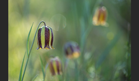 Messina-Schachblume (Fritillaria messanensis)