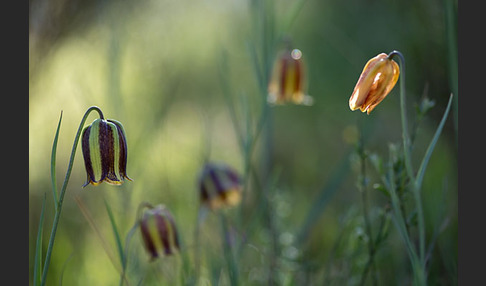 Messina-Schachblume (Fritillaria messanensis)