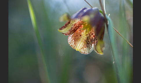 Messina-Schachblume (Fritillaria messanensis)