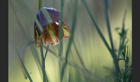 Messina-Schachblume (Fritillaria messanensis)